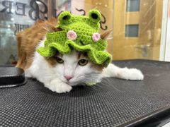 -车接车送·寄养洗护·德文猫舍(大宁店)