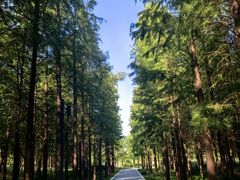 -昆山城市生态森林公园