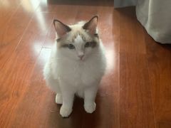 -派多格宠物·购宠(靛厂路店)