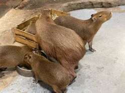 -Zoolung Zoolung动物主题公园(海信广场店)