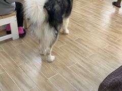 -李小姐の猫咖啡馆(五角场店)