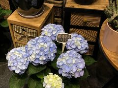 -豆豆花艺(新光天地店)