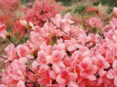 -瑞安圣井山景区