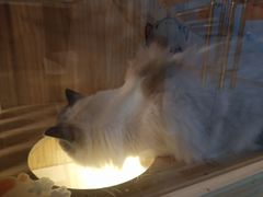 -MAX伯爵真人游戏密室体验馆(金沙湖店)