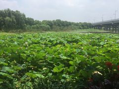 -荷塘月色湿地公园·向阳花洲