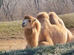 -北京野生动物园