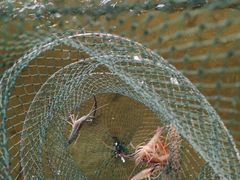 -会江钓鱼钓虾烧烤场