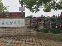 -嘉定紫藤园