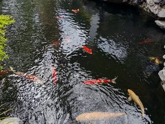 -鲤院·新中式美学·庭院餐厅(夫子庙店)