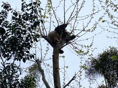 -成都大熊猫繁育研究基地