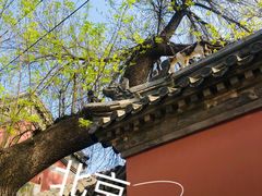 -嵩祝寺及智珠寺