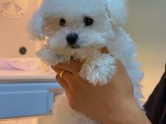 -翊宠yipet猫狗购宠庄园犬舍•猫舍