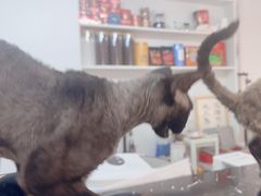 -琪喵猫屋·撸猫猫咖·猫舍