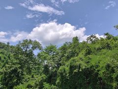 -西双版纳原始森林公园