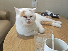 -藏猫猫咖啡主题馆(中央大道店)