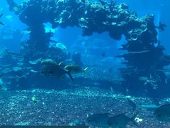 -海棠湾洲际-涛·海底餐厅·美人鱼·自助餐·海底隧道