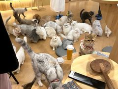 -南京宠物基地·宠物狗宠物猫售卖(南京店)