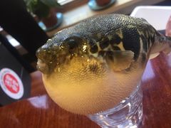 -天正河鲀·河豚亭(大连店)