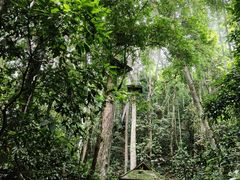 -西双版纳原始森林公园