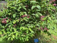 -中国科学院西双版纳热带植物园
