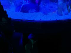 -悉尼海洋生物水族馆
