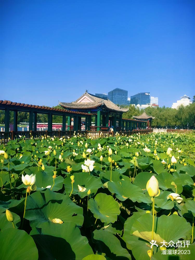 16日下午「莲花池公园」下午4:20,荷花大部分都已经