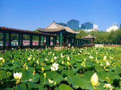 -莲花池公园