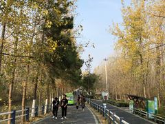 -合肥滨湖国家森林公园