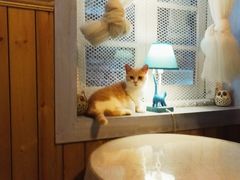 -猫色咖啡·猫咖
