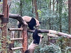 景点-成都大熊猫繁育研究基地