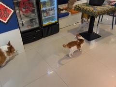 -平行世界·猫咖(首经贸店)