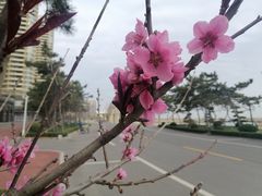 -烟台金沙滩海滨公园