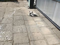 -罗布林卡