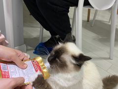 -喵的天空名猫咖啡馆·撸猫·猫舍·用品