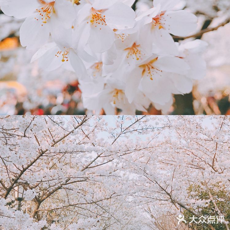 梦回金陵🌸我在樱花树下等你