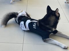 -怪兽屋·羊驼·猫咖·狗咖(俊华广场店)