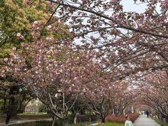 -高东镇樱花园