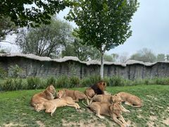 -北京野生动物园