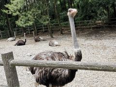 -贵州森林野生动物园