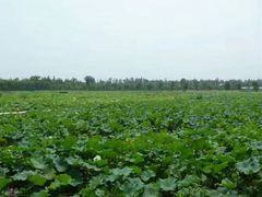 荷花池-水天花月