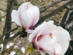 -绵阳盛世樱花悠乐谷