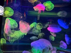 -太平洋海底世界