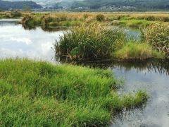 -腾冲北海湿地