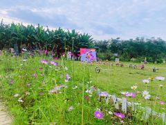 -三圣花乡旅游区