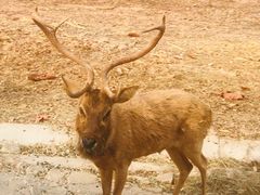 -清迈夜间动物园