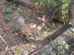 -大连森林动物园