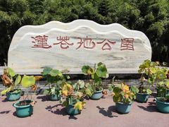 -莲花池公园