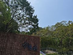 -银湖山郊野公园-相思林