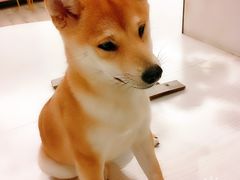 -浣熊柯尔鸭土拨鼠·电玩咖