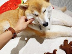 -柴务处·柴犬主题狗咖